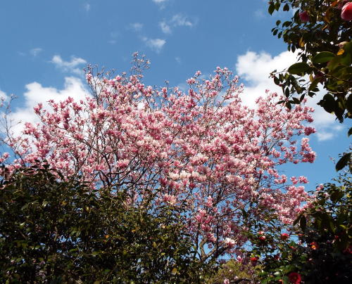 桜を求めて 椿に袖を引かれる 服部緑地 都市緑化植物園 訪ねて眺めてスルー そらと花と