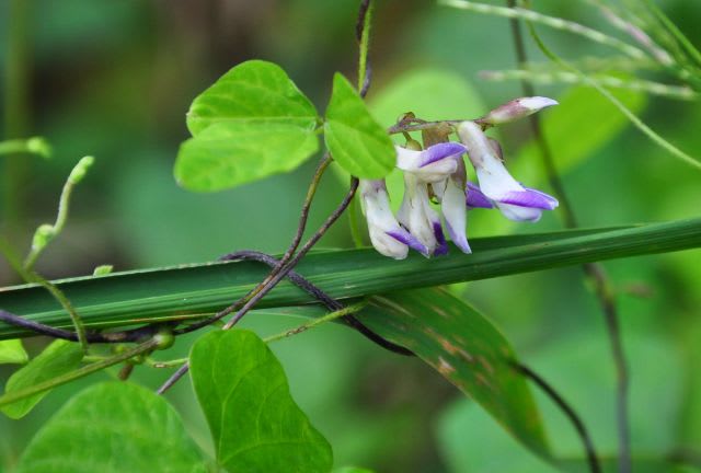 秋の野の花 4 ヤブマメとヤブマオ 行く川の流れ