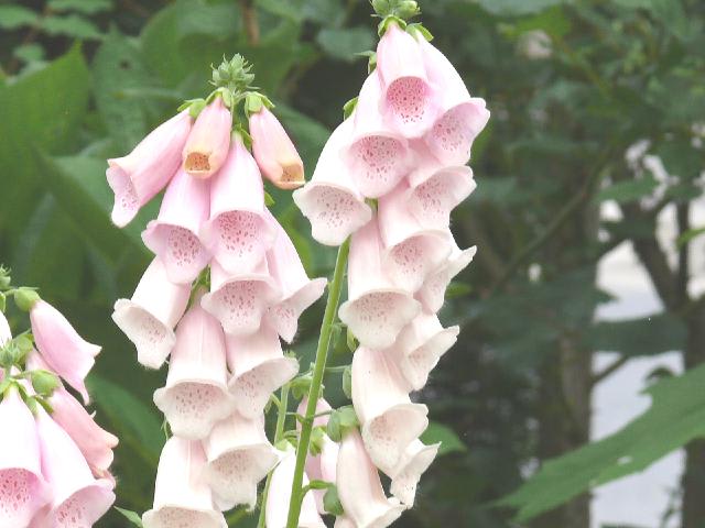 のジギタリス・プルプレア　２０１１年６月18日（土） - peaの植物図鑑