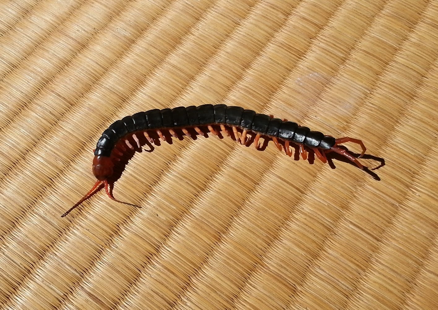 ムカデ事件発生 栃木県の美味しい物