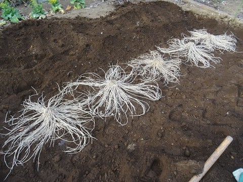 アスパラ苗を植えました この春収穫出来るか 農ある生活 アスパラ苗を植えました この春収穫出来るか 農ある生活