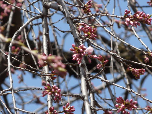 松本城の桜　枝垂桜