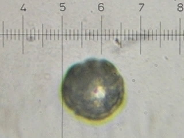スギ花粉 21 マイクロメートルの世界