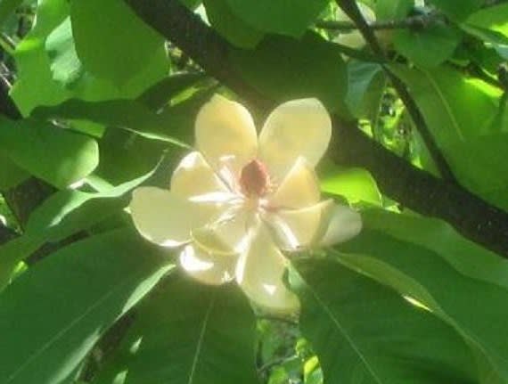 生活する花たち 春ー俳句歳時記ー