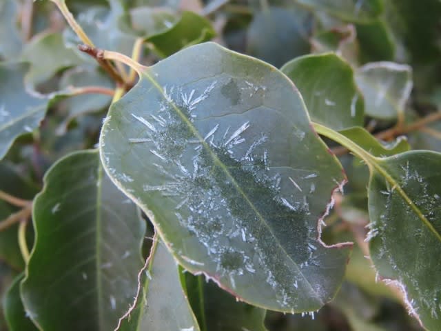 ソヨゴ（冬青）の葉についた霜