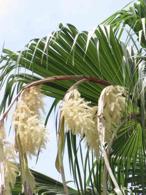 ワシントン椰子の花と奄美ソテツの花 長居植物園 大阪市 １５ ７月９日 ベゴさんのロッキング