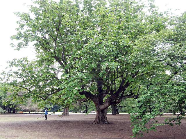 ホオノキ　樹木　9