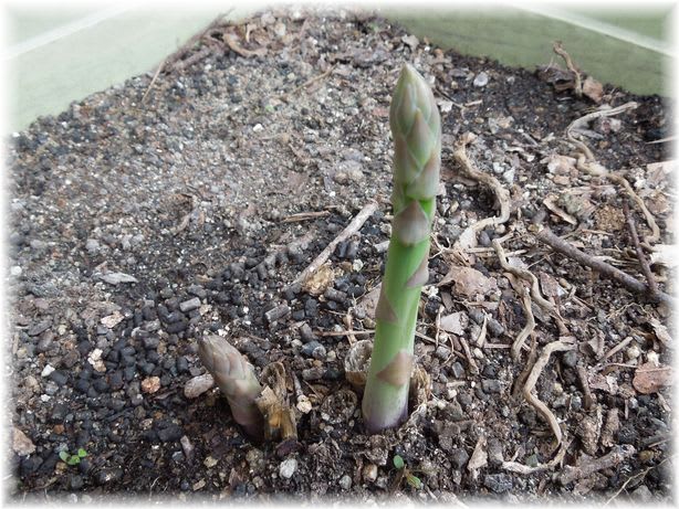プランターのアスパラガスが１本ずつ出始めた 試行錯誤の家庭菜園