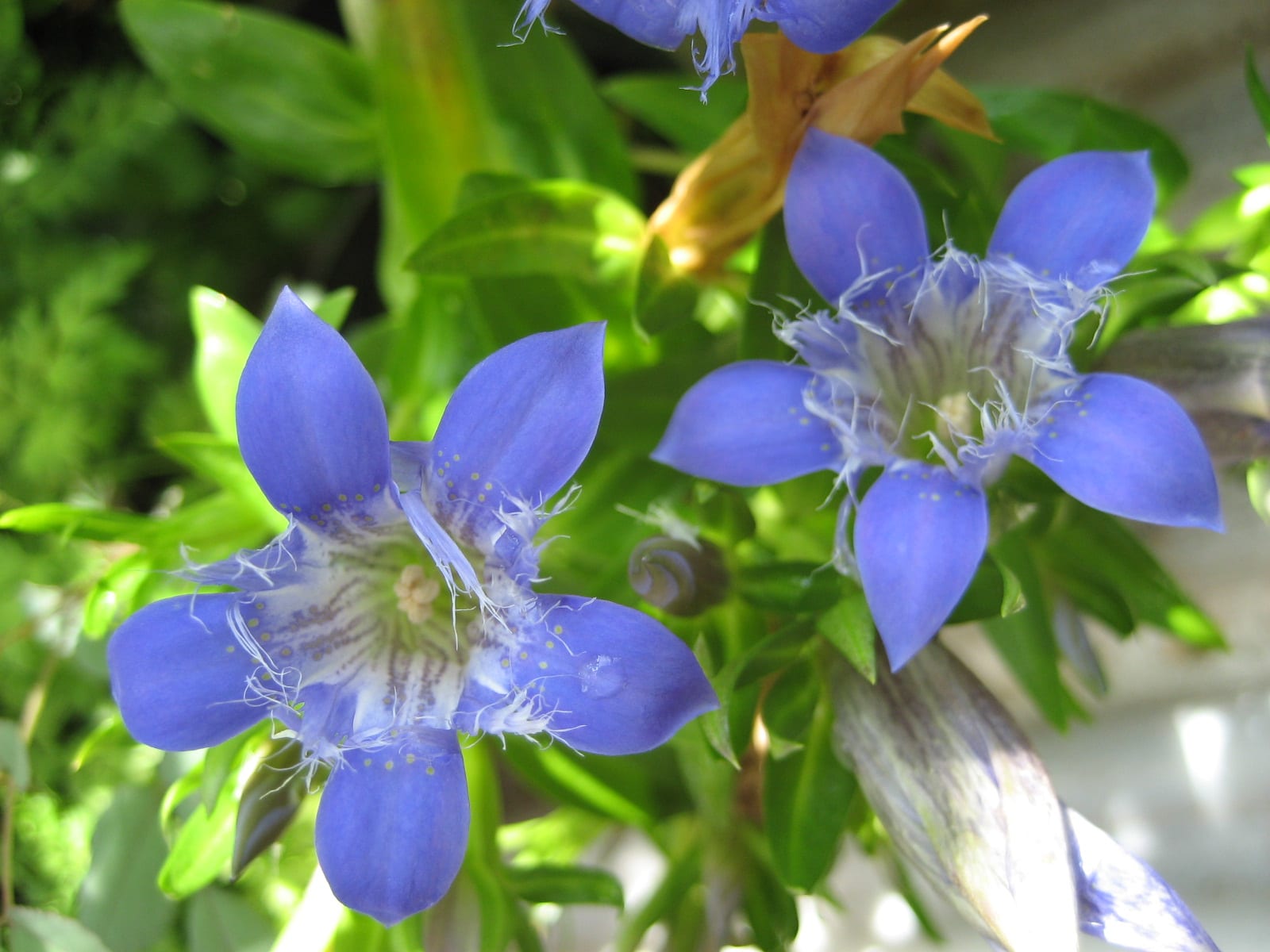 ゲンチアナ パラドクサ キキョウ 植え替え 発芽状況 挿し木のその後 花たちと暮らして ゲンチアナ パラドクサ キキョウ 植え替え 発芽状況 挿し木のその後 花たちと暮らして