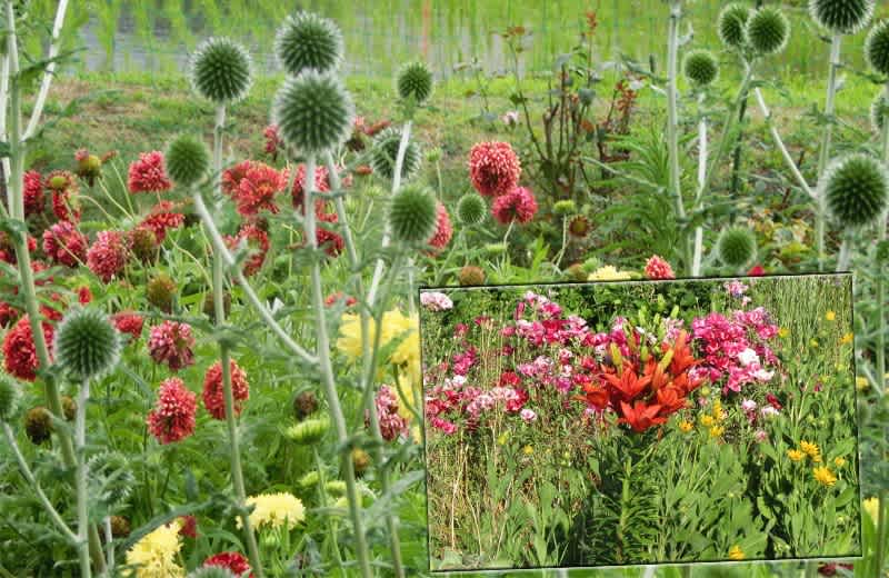 花彩々 梅雨の晴れ間の花風景 花彩々 四季を彩る草花をコンデジやｐｃ画で綴る 混彩々ブログです 画面下の 画像一覧 を覗き見て頂けば幸です