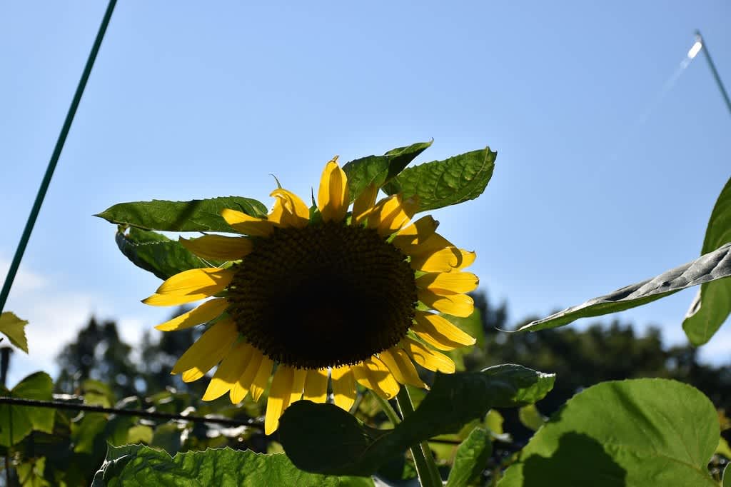 ひまわり狩り 横浜市南区 横浜市こども植物園 2 キンミズヒキ 金水引 花を探して ぶらり 一人旅 ひまわり狩り 横浜市南区 横浜市こども植物園 2 キンミズヒキ 金水引 花を探して ぶらり 一人旅