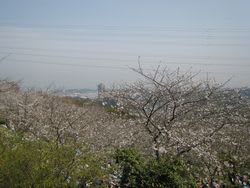 塚山公園さくら祭