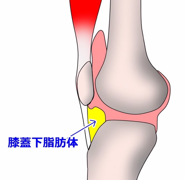 膝蓋下脂肪体 - 秋麗(あきうらら)