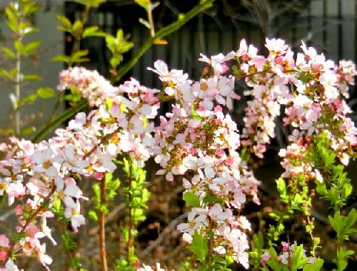 春の庭の花木 ユキヤナギ ネコヤナギ アセビ ボケ 他 花と徒然なるままに