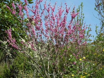 いまが盛り 紅白のハナズオウ 黄色と白の山吹 黄花のエニシダ アジサイとツバキの植え替えもしました みどりの一期一会