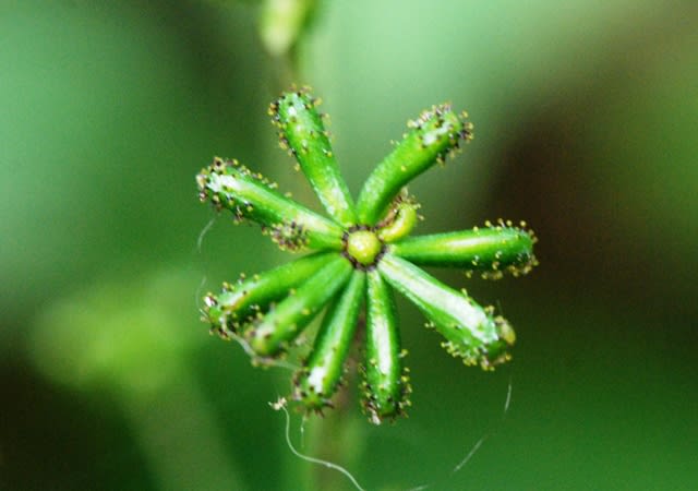 井伊影男の植物観察