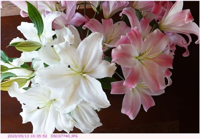 ユリの花 切り花 都内散歩 散歩と写真