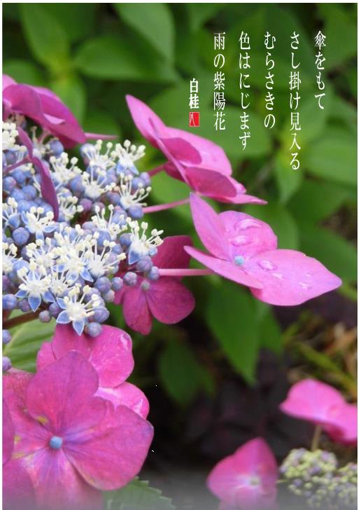 雨の紫陽花 詩と短歌集 Photo Poem 雪割一華 ゆきわりいちげ 雨の紫陽花 詩と短歌集 Photo Poem 雪割一華 ゆきわりいちげ