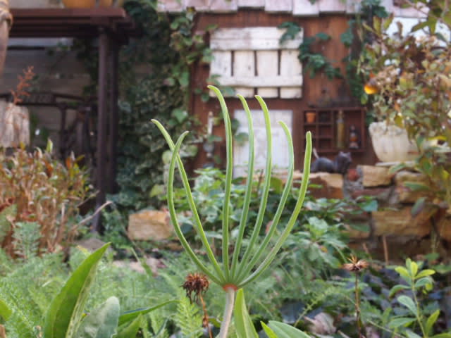 オキザリスの花イロイロ うっｔと植物たち