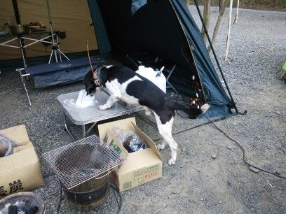 アマチュア無線家が集まってキャンプしていたら 無線を運用している 犬 がやってきた アマチュア無線局 ｊｏ１ｋｖｓ