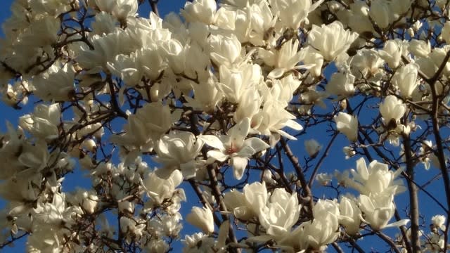 ハクモクレン シモクレン コブシ 観音山 サンタさんの草花