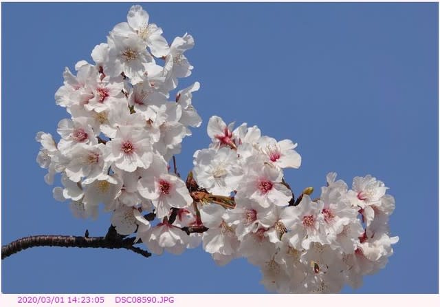 桜 早咲きの白い花 ２ 都内散歩 散歩と写真