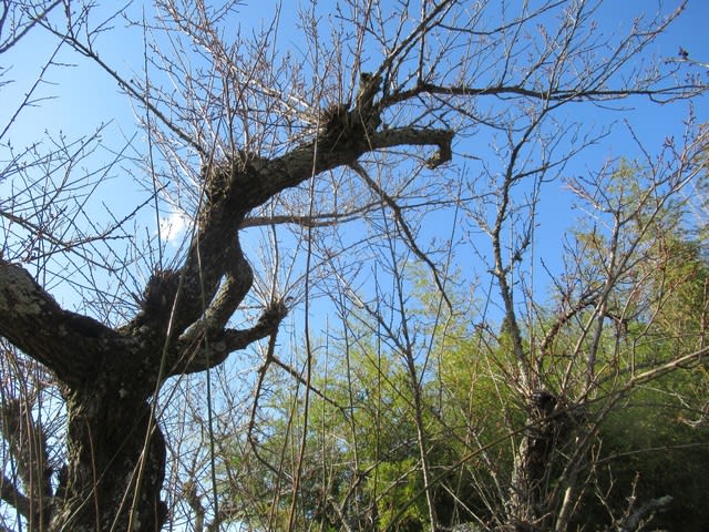 庭の古木の梅を剪定する 里山悠々録