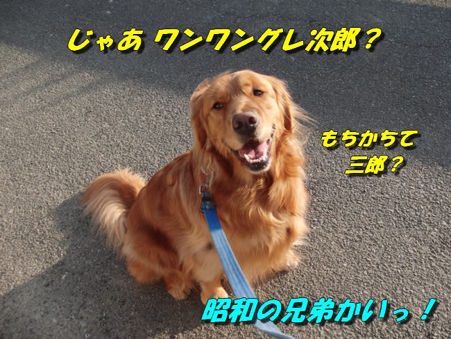 笑わない犬 ｃome かむ ケイティ