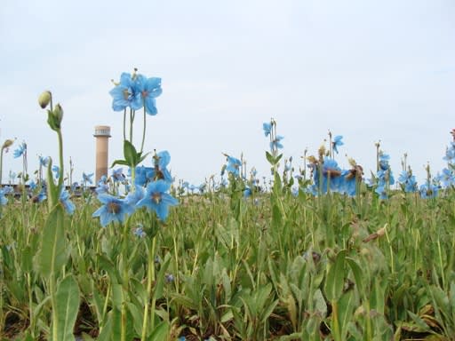 幻の青いケシの花 ブルーポピー まつちんの北海道周遊記
