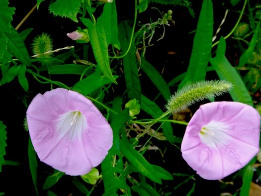 ヒルガオ 昼顔 京都楽蜂庵日記