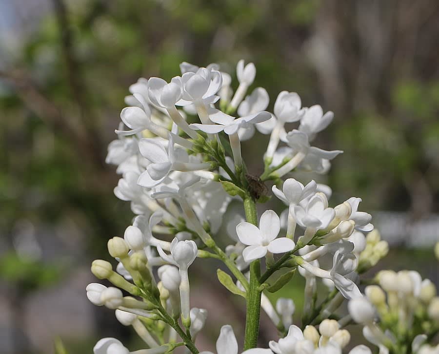 樹に咲く花 16 ライラック白花 アブリル どこにでもあり どこにもない