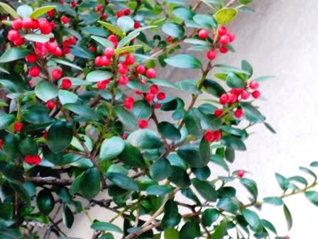 続 冬の赤い実 カラマツの下の花畑