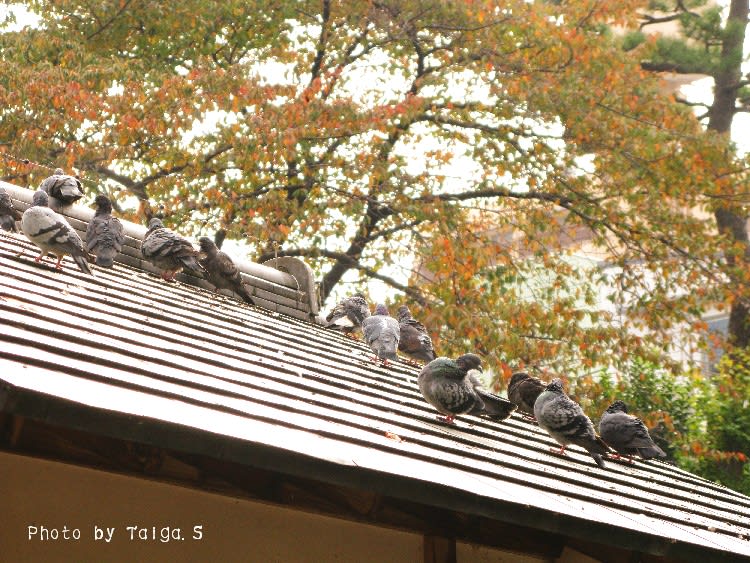 鳩　東京都・渋谷区松涛の日常風景写真