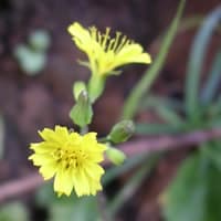 庭に咲いていた雑草の小さな花 その１