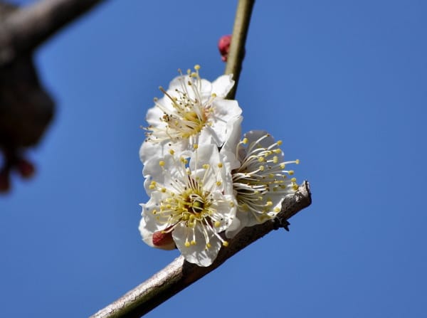関東には稀な 水仙梅 花の公園 俳句 ｉｎｇ