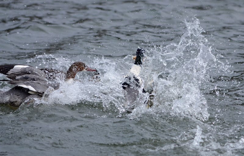 Dsc_6394 Dsc_6394