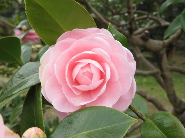 ピンクの八重の椿として有名な 乙女椿 椿シリーズ10 野の花 庭の花