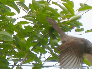 ジューンベリーは 鳥と半分こ おしゃべりな庭 静かな庭