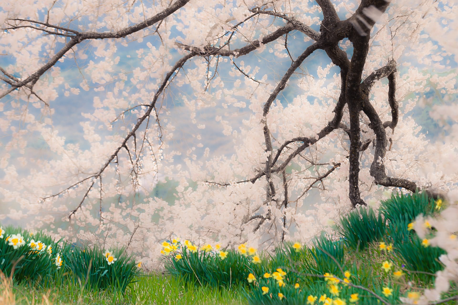 わに塚の桜の写真