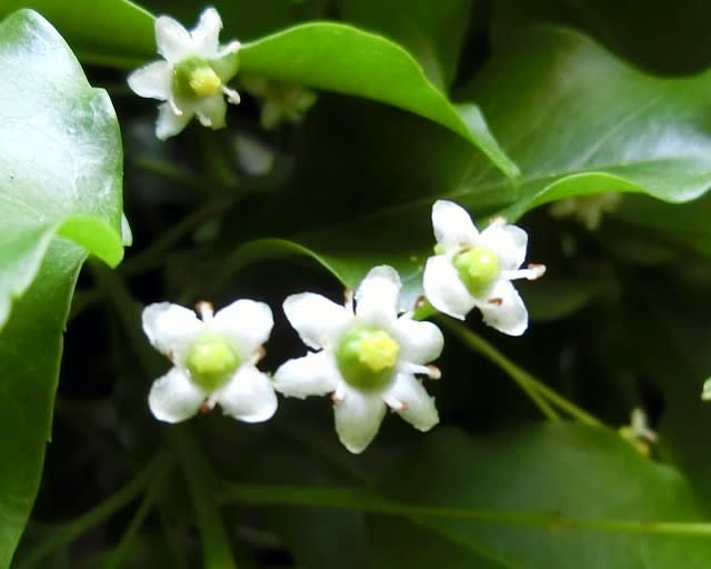 ソヨゴ 雌花 近所散歩中 花と徒然なるままに