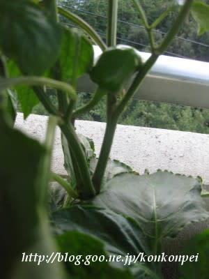 越冬していたパプリカ 食べるの大好き 越冬していたパプリカ 食べるの大好き