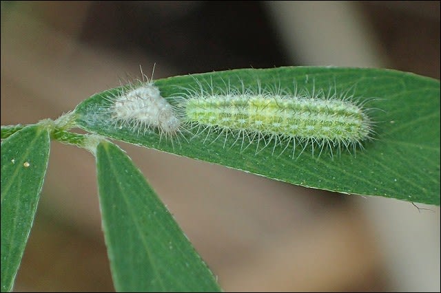 ヒルガオトリバの幼虫 脱皮 自然となかよしおじさんの ごった煮記 ヒルガオトリバの幼虫 脱皮 自然となかよしおじさんの ごった煮記