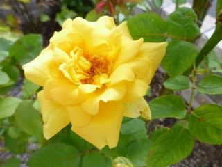 黄色バラの花言葉 友情 はげまし 立てば芍薬座れば牡丹踊る姿は薔薇の花