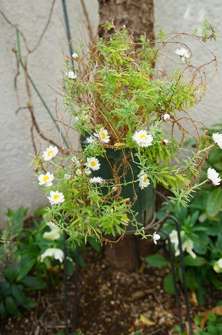 ソルダムの花が咲きました Hiroの花便り ソルダムの花が咲きました Hiroの花便り