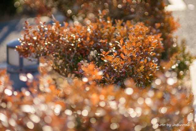 DSC00517_uekomi.jpg