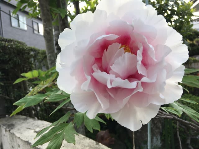 牡丹の花が咲きました 葉っぱのニッキ