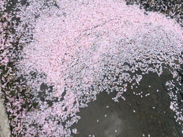 桜吹雪 田沢湖 湖畔の杜通信