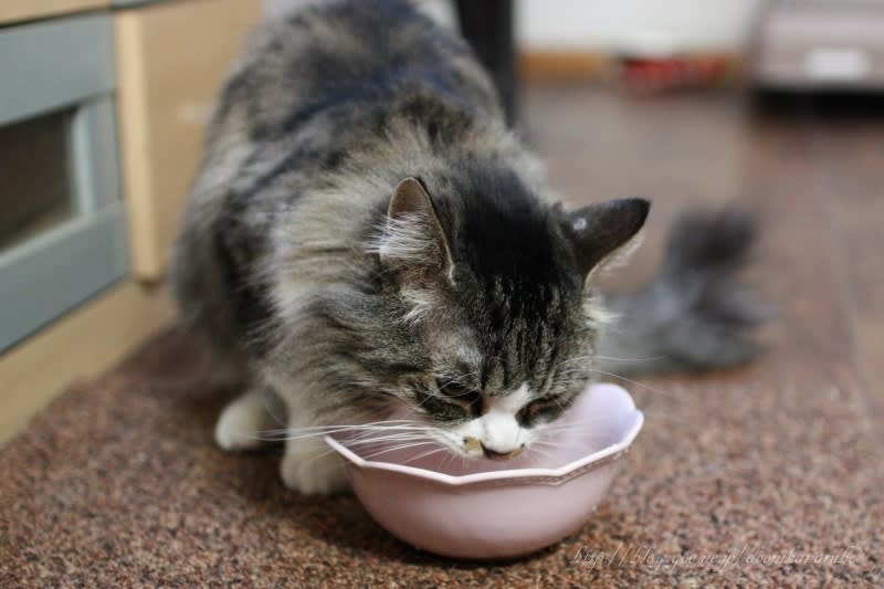 円形脱毛症 気分しだいで食べりゃんせ