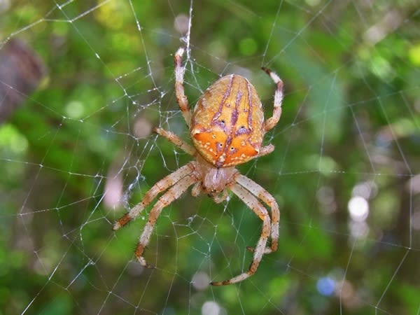 北海道の大型のオニグモ 北の森での散策日記