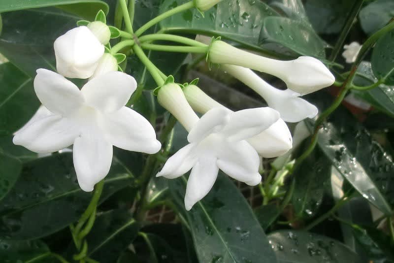 マダガスカルジャスミンの花は ブーケ